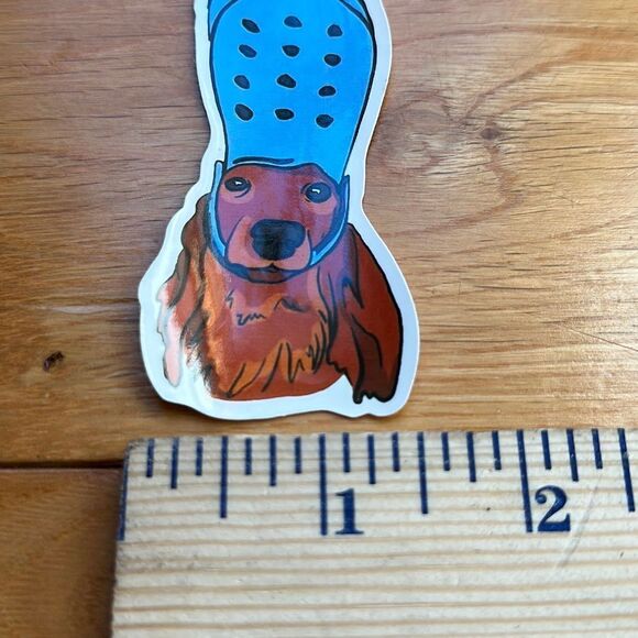 Adorable dog with Crock shoe on head as a hat blue footwear golden retriever - Picture 3 of 4